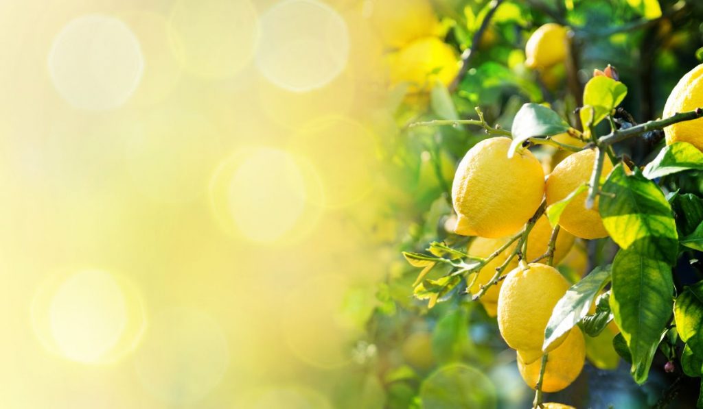 Import and export lemon from Egypt