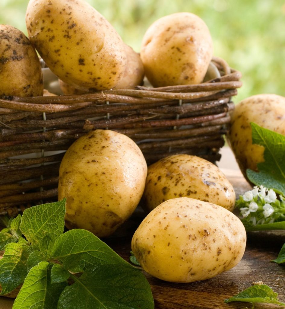 Agro City is the Top Exporter and Importer Of Egyptian potatoes In Egypt​